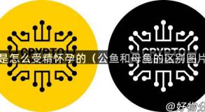 鱼是怎么受精怀孕的（公鱼和母鱼的区别图片）