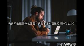 狗狗不吃饭是什么原因（狗狗不吃东西还没精神怎么办）