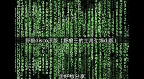 野狼disco原版（野狼王的士高劲爆dj版）