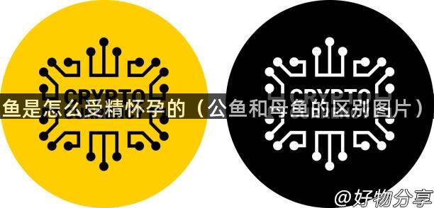 鱼是怎么受精怀孕的（公鱼和母鱼的区别图片）